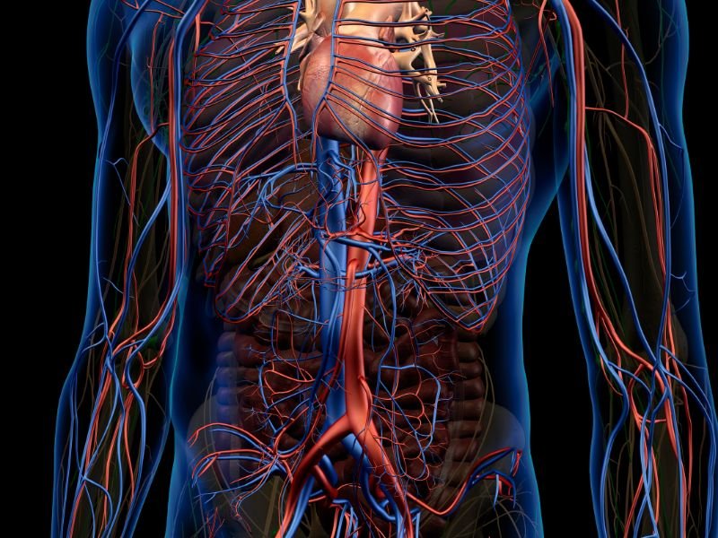 Melhores Exercicios para Fortalecer Suas Veias e Melhorar a Circulacao em Belo Horizonte